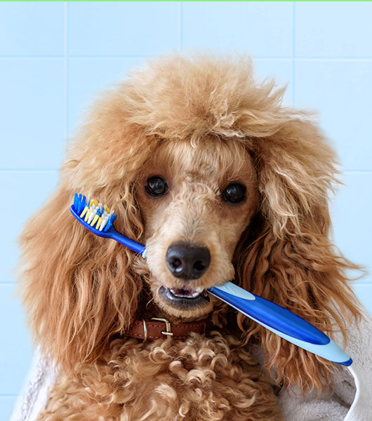 Dog-Holding-Toothbrush