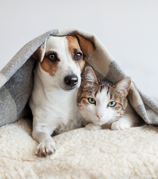 Dog-and-Cat-Under-Blanket